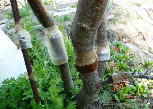 Ловчие пояса на стволах яблони для защиты от садовых муравьев