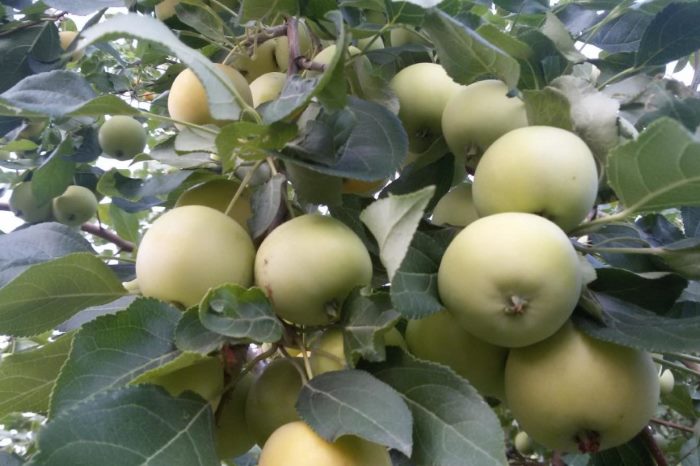 Сорт яблони Уральское Наливное: фото, описание сорта, отзывы