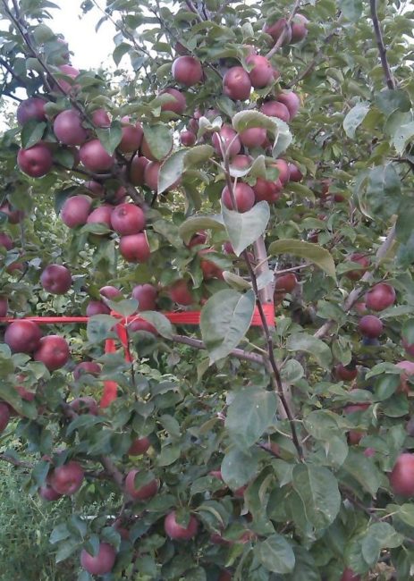 Обильное плодоношение яблони сорта Спартан в условиях Средней полосы