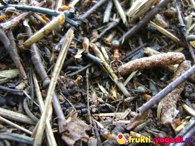 Рыжие муравьи вблизи на земли в листве и опилках