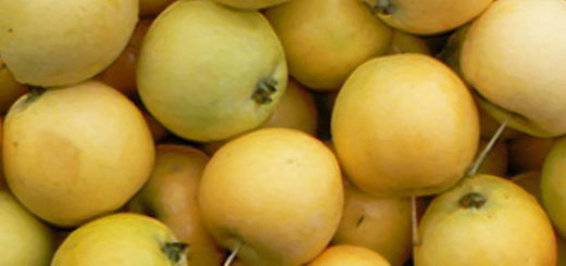 Спелые плоды сорта Уральское наливное яблоко