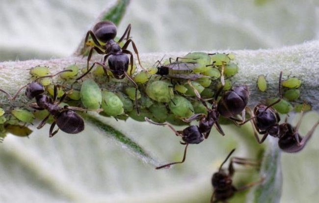 Зеленые особи садовой тли и крупные муравьи на стебле молодого дерева