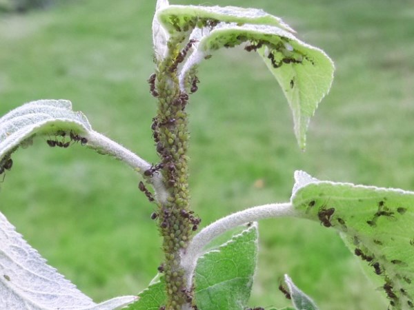 Ветка молодой яблони с колонией зеленой тли и мелкими черными муравьями