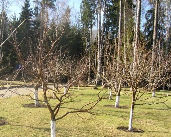 Обработка мочевиной весной деревья и кустарники. Ранневесенняя обработка сада по снегу. Ранневесеннее голубое опрыскивание. Волчки яблони после пожара.