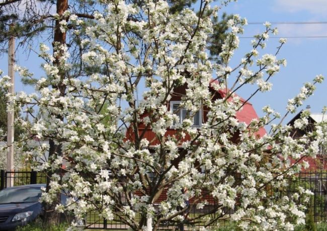 Белые цветки на ветках молодой яблони в плодовом саду загородного участка