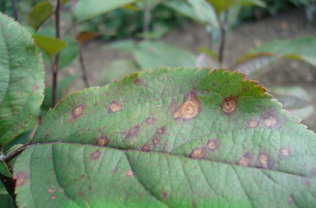 Округлые коричневые пятна на темно-зеленом листе яблони при филлостиктозе