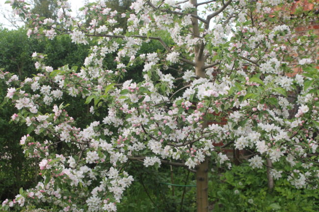 Обильное цветение взрослой яблони сорта Конфетное в середине мая