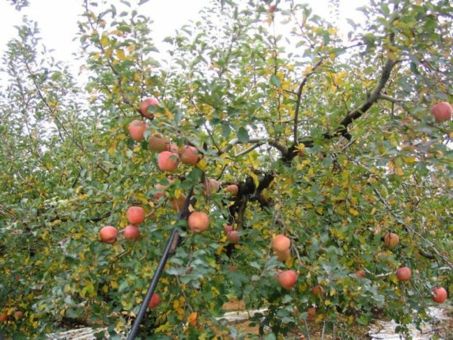 Взрослое дерево яблони гибридного сорта Конфетное в период созревания плодов