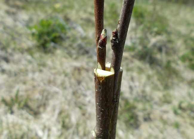 Прививка яблони весной в расщеп пенька дикого подвоя двумя черенками