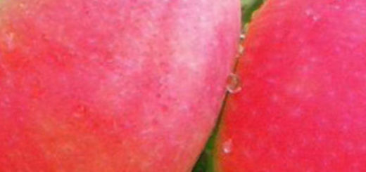 Два поспевающих на дереве плода яблони сорта Розовый Жемчуг