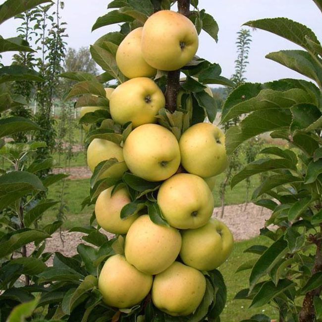 Усыпанная спелыми плодами колонна яблони гибридного сорта Медок