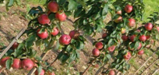 Колоновидные яблони на участке начало созревания на них плодов