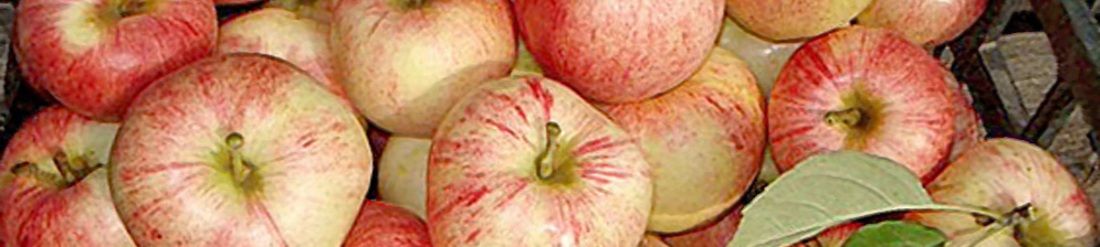 Спелые плоды яблок Конфетное в корзинке