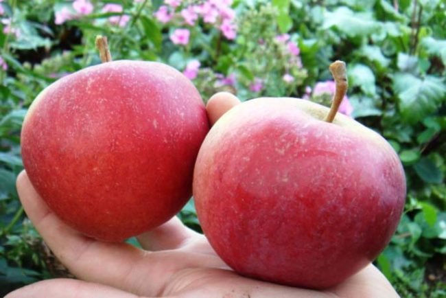 Два больших яблока красного цвета сорта Краса Свердловска на ладони садовода