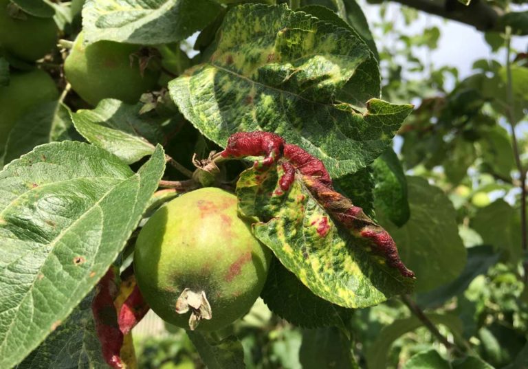 На яблоне скручиваются листья и покрываются паутиной что