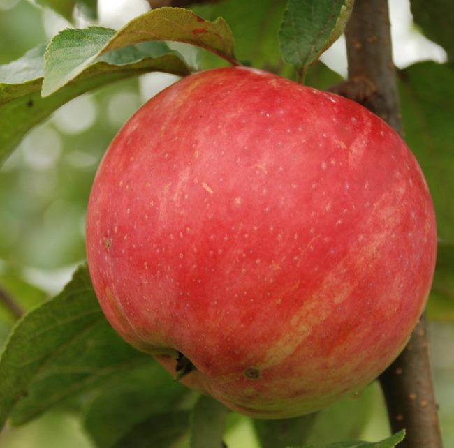 Крупный плод гибридного сорта яблони Услада на ветке дерева