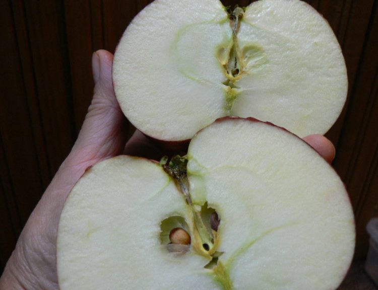 Сорт яблок медовое фото и описание сорта