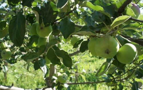 Внешний вид зеленых яблок сорта Медуница в середине июля