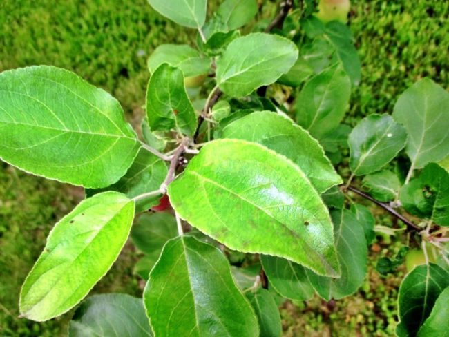 Симптомы млечного блеска на зеленых листьях взрослого дерева яблони