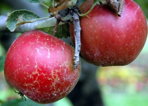 Красное яблоко с признаками мучнистой росы в виде ржавых пятен