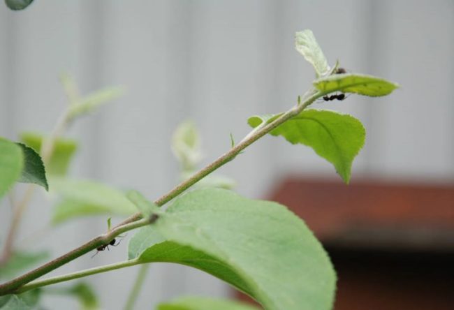 Мелкие черные муравьи на зеленых листочках садовой яблони