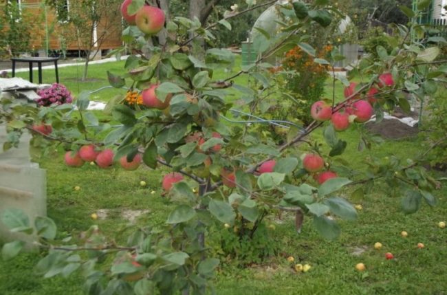 Молодая яблоня популярного в народе сорта Конфетное с красно-желтыми плодами