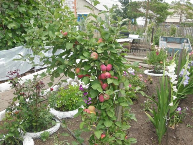 Молодая яблонька сорта Серебряное копытце в частном саду на Урале