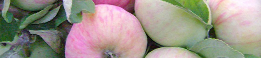 Созревающие плоды на дереве сорта яблони Грушовка Московская