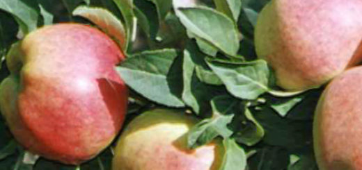 Поспевающие плоды колоновидной яблони Ценная Валюта