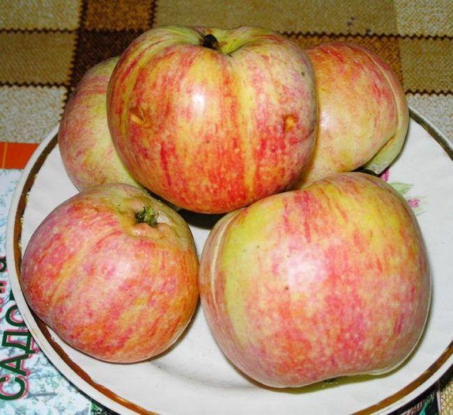 Спелые плоды яблони сорта Конфетное с красными штрихами на желто-зеленой кожице