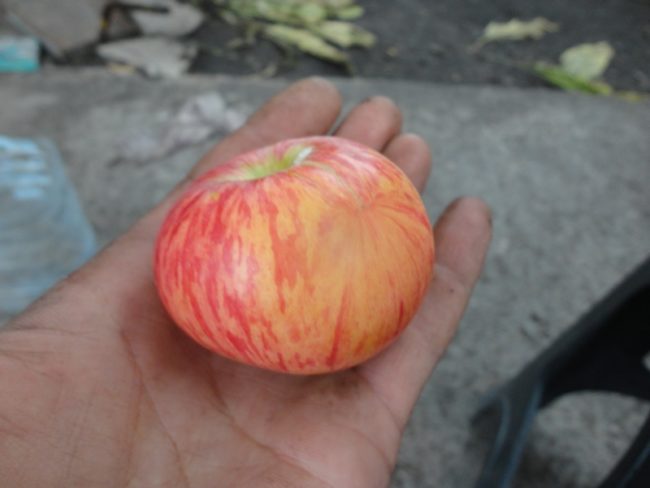 Полосатое яблоко отечественного сорта Медуница на ладони садовода