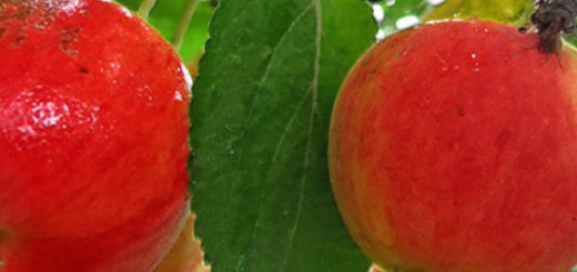 Спелые плоды на яблоне сорта Серебряное копытце