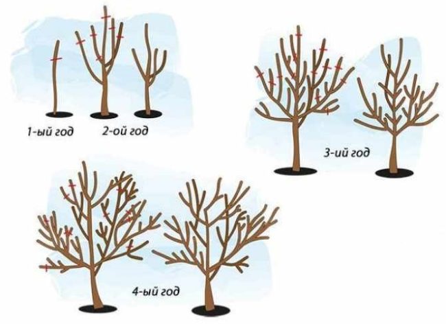 Схема формирования кроны яблоневого дерева в первые четыре года