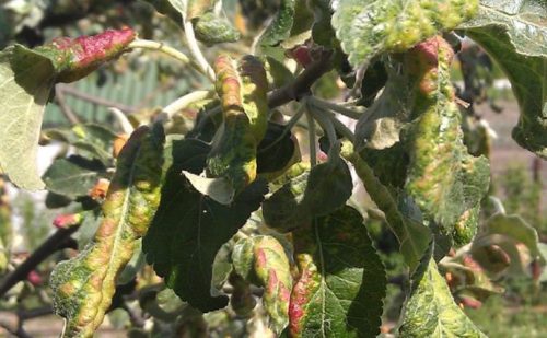 Красноватые вздутия на листьях молодой яблони при поражении растения галловой тлей