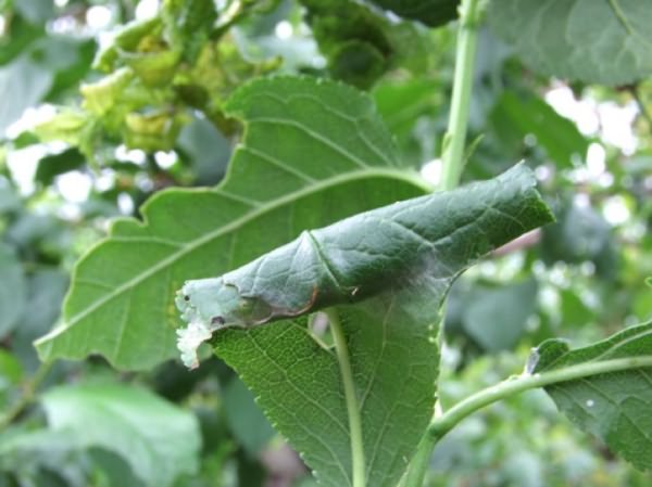 Свернутый в трубочку листок при нападении мелких гусениц на яблоню