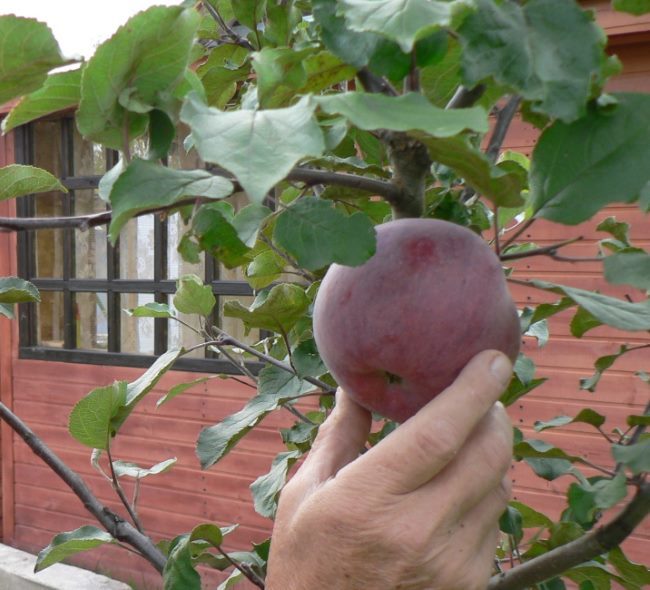 Темно-вишневое яблоко сорта Медуница на ветке в начале осени