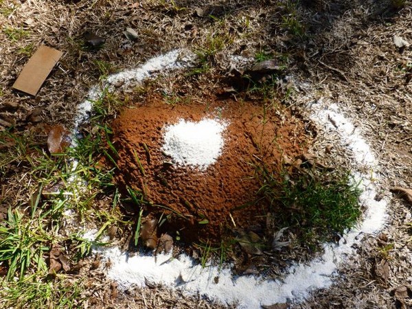 Внесение ядовитой приманки на муравейник в саду дачного участка