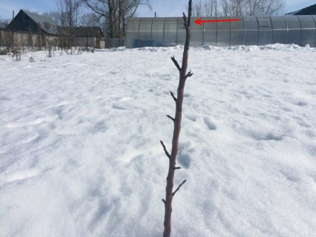 Ствол колоновидной яблони с обмороженной макушкой на фоне белого снега