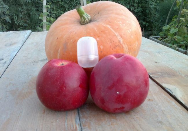 Сравнение размеров красных яблок Анис Свердловский с мелкой тыквой