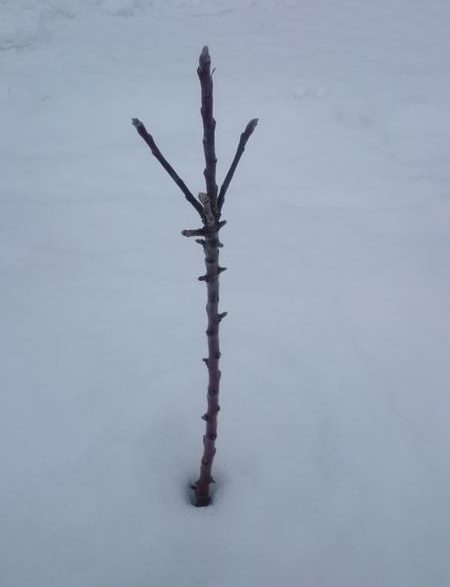 Ствол молодой колоновидной яблони на фоне белого снежного покрова