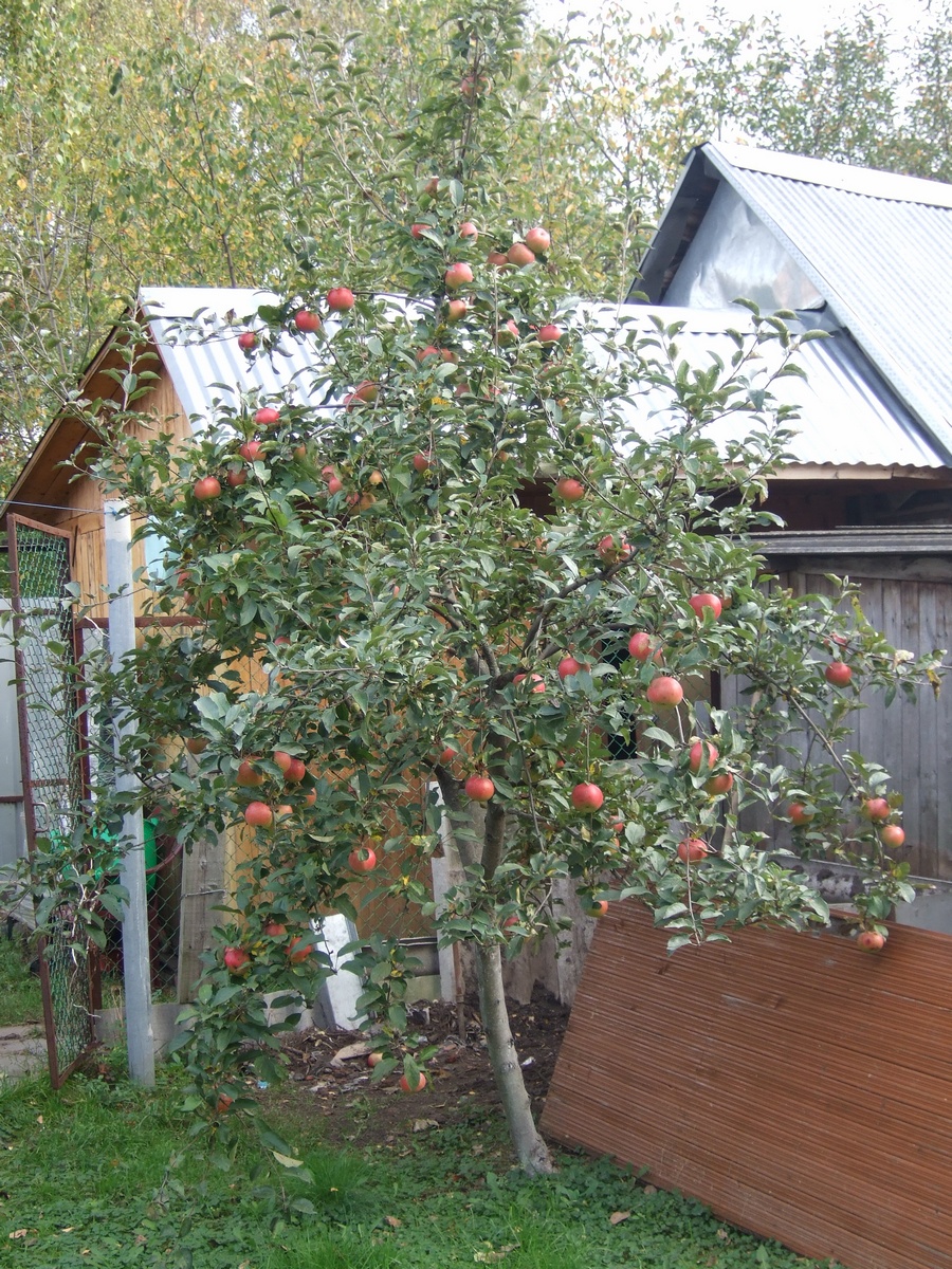 Яблоня с яблоками на стволе фото