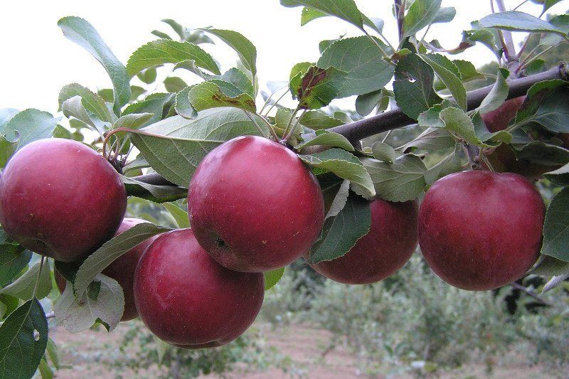 Летние сорта яблони для Подмосковья