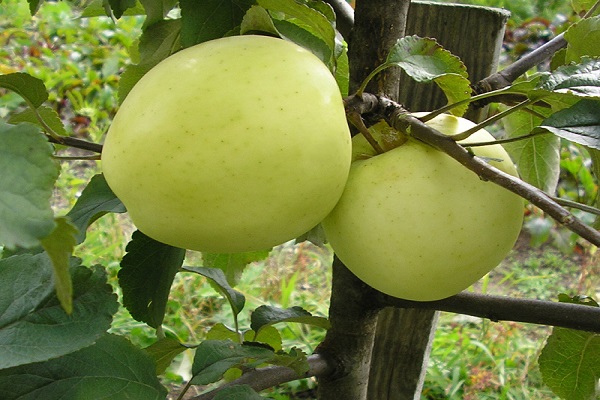Два яблока желто-зеленого окраса на ветке взрослого дерева сорта Народное