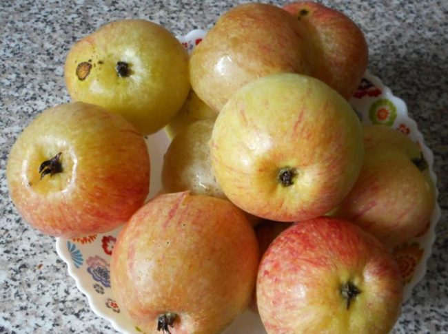 Фарфоровая тарелка с перезревшими яблоками сорта Конфетное