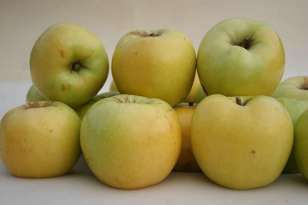 Сорта яблонь для Вологодской области названия, фото, описание