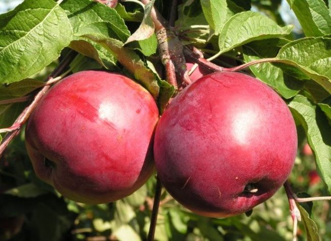 Два спелых яблока белорусского сорта Дарунак с восковым налетом на кожице