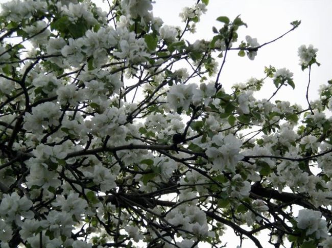 Усыпанные белыми цветками ветки яблони сорта Белый налив