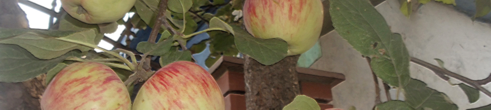 Созревающие плоды яблони Башкирский красавец