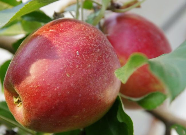 Созревание плодов на ветке гибридной яблони сорта Коваленковское