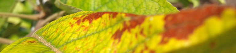 Фиалка листья покрылись коричневыми пятнами фото